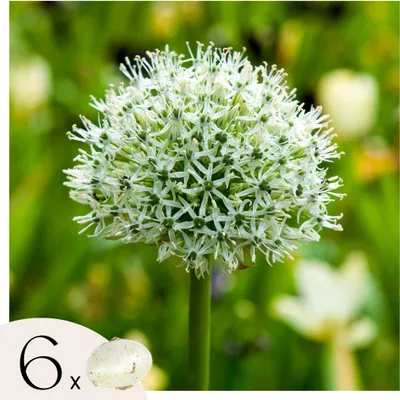 Produktbild von Alliumzwiebeln - 6 Stk - Allium 'Mount Everest' - Blumenzwiebeln - Weiß