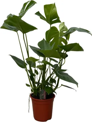 Zdjęcie produktu dla Monstera - 70 cm - Modna roślina domowa z dekoracyjnymi oknami liściowymi - Łatwa w pielęgnacji zielona roślina do salonu i biura - Miejska dżungla w doniczce - Oczyszczająca powietrze i popularna