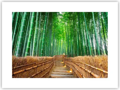 Produktbild von Poster - Poster ohne Rahmen - Bambus Pflanze - 40x30 cm - Wand Bild - Wanddeko - Wandbilder - Kunstposter - Wandposter - Bilder - Kunstdruck - Wanddekoration - Wandbild - P2XAA40x30-3979
