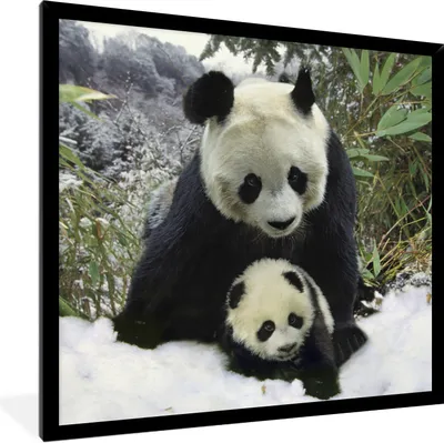 Produktbild von MuchoWow® Gerahmtes Poster Panda - Jungtier - Schnee 40x40 cm - Poster mit Schwarzem Bilderrahmen Wandposter Rahmen Foto Bilder - Mit Rahmen - Wanddekoration Schlafzimmer