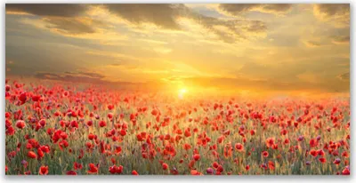 Produktbild von Glasbilder 140x70 Wandbild Druck auf Glas Sonne Wiese Mohnblumen Natur