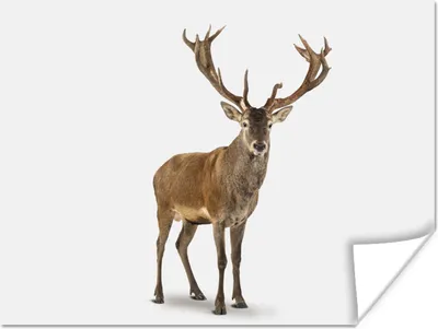 Produktbild von MuchoWow® Poster Hirsche - Tiere - Weiß - Junge - Mädchen - Kinder 160x120 cm - Foto Plakat