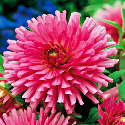 Obrázok produktu pre Kaktus Dahlia Elga 1 ks Sadenice dahlia Sadenice dahlia Veľké hľuzy