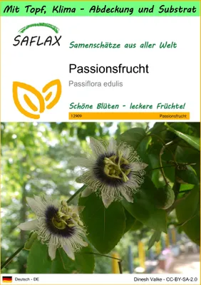 Produktbild von SAFLAX Garden to go - Passionsfrucht - Passiflora edulis - 40 Samen - Mit Topf, Klima - Deckel und Anzuchtsubstrat