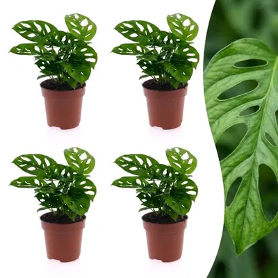 Produktbild von Green boutiQ - Monstera Adansonii - Monstera Adansonii - 4 Pflanzen - Topf 12cm - Höhe - 25cm