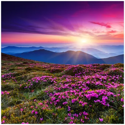 Produktbild von Wallario Magnet für Kühlschrank / Geschirrspüler, magnetisch haftende Folie - 60 x 60 cm, Motiv: Blumenbedeckte Wiese bei Sonnenuntergang