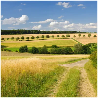 Produktbild von Wallario Premium Glasbild, freischwebende Optik, kräftige Farben, Größe 30 x 30 cm Motiv Feldlandschaft unter blauem Himmel