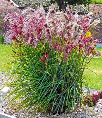 Produktbild von BALDUR Garten 1x Miscanthus Boucle®, Knolle in Größe I, winterharte Staude, mehrjährig, pflegeleicht, blühend, Schnittblume, Ziergras, Blickfang im Beet & Kübel, Miscanthus sinensis