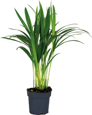 Produktbild von Bloomique - Dypsis Lutescens - Goldpalme - Areca - Palme - Zimmerpflanzen - Luftreinigend - Tierfreundlich - 30-40 cm Hoch - Topf 12 cm