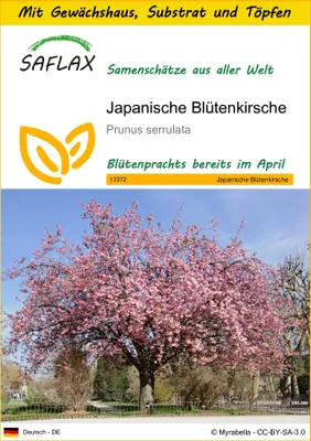 Produktbild von SAFLAX Anzucht Set - Japanische Blütenkirsche - Prunus serrulata - 30 Samen - Mit Mini-Gewächshaus, Anzuchtsubstrat und 2 Töpfen