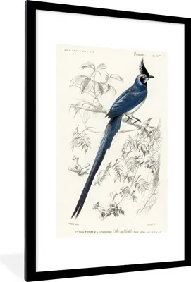 Produktbild von MuchoWow® MuchoWow® Gerahmtes Poster Vogel - Vintage - Zweig 60x90 cm - Poster mit zchwarzem Bilderrahmen - Dekoration - Wandposter Wohnzimmer - Hochwertig