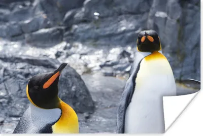 Produktbild von MuchoWow® Poster Zwei Pinguine in einem felsigen Gebiet 120x80 cm - Bilder