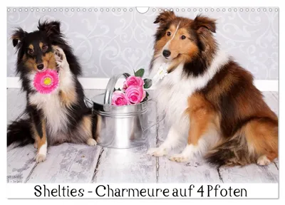 Produktbild von Shelties : Charmeure auf 4 Pfoten (Wandkalender 2027 DIN A3 quer), CALVENDO Monatskalender