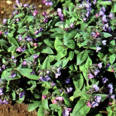 Obrázok produktu pre 6 x pľúcnik  - Pulmonaria angustifolia 'Azurea'  | Kvetináč 9 cm x 9 cm
