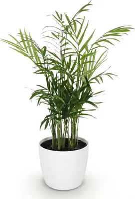 Zdjęcie produktu dla Roslina Chamaedorea elegans w bialej doniczce o srednicy 12cm, wysokosc ok