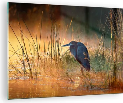 Produktbild von Bilder auf glas - Vogel Natur Wasser - 70x50cm - Glasbilder - Wandbilder - Kunstdruck - zum Aufhängen bereit - Wanddekoration aus Glas - Glas Bilder - Wandbild auf Glas - Einteilig - GAA70x50-3708
