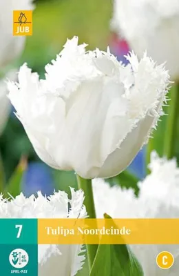 Artikelbild 2 von 'Gefranste Tulpe Noordeinde (7 Stück)' aus der Kategorie Gefranste Tulpen, KI-generiertes Bild