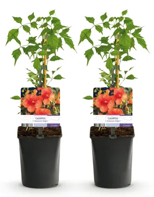 Produktbild von GreenboutiQ - Trompetblume - Campsis radicans Madame Galen - Blüte Orange - Wenig Pflege - 2 Pflanzen - Topf 11cm Höhe 40cm