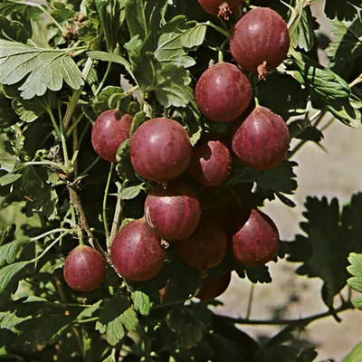Produktbild von Ribes uva-crispa 'Relina' ®, Stachelbeere, 40–50 cm