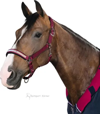 Produktbild von Eskadron Halfter mit Doppelschnalle, sangria, Pony2