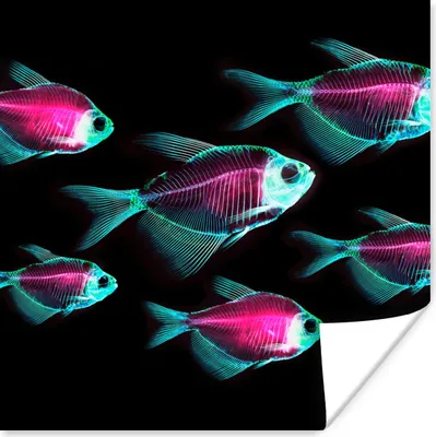 Produktbild von MuchoWow® Poster Fisch - Lila - Blau 50x50 cm - Wohnzimmerdekoration