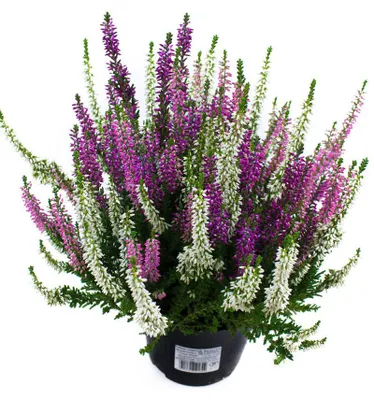Produktbild von Enseleits Calluna vulgaris Trios Ameties, Besenheide, Winterheide, Beauty Lady´s im  Topf