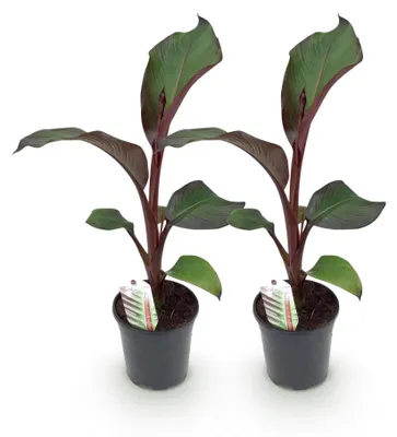 Image de Green boutiQ - Plante fruitière - Bananiers - Ensete ventricosum Maurelli - Résistante au froid - 2 plants - Pot de 17 cm, hauteur 40 cm