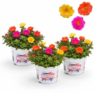 Productafbeelding van Portulaca oleracea - Portulakbloemetjes, Portulak - Set van 3 confettipotjes - Pot van 13 cm - 20 cm hoog
