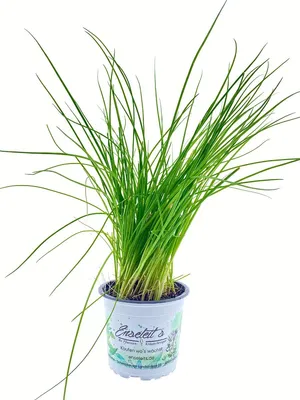 Produktbild von Enseleits Lauchzwiebel (Allium Fistulosum)