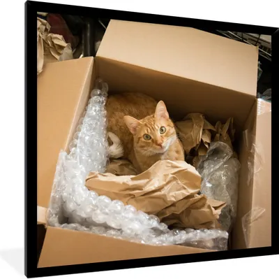 Produktbild von MuchoWow® Gerahmtes Poster Katze - Box - Rot 40x40 cm - Poster mit Schwarzem Bilderrahmen Wandposter Rahmen Foto Bilder - Mit Rahmen - Wanddekoration Schlafzimmer