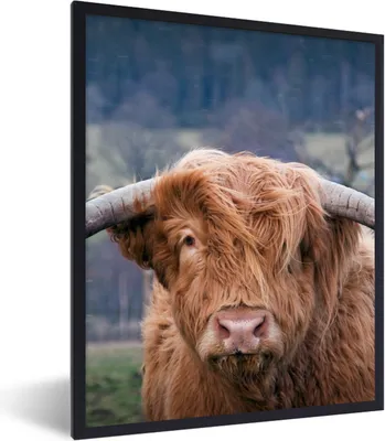 Produktbild von MuchoWow® Gerahmtes Poster Schottischer Highlander - Hörner - Berg 60x80 cm - Poster mit Schwarzem Bilderrahmen Wandposter Rahmen Foto Bilder - Premium - Wanddeko Wohnzimmer