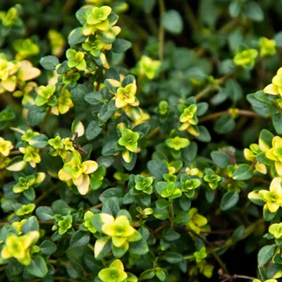 Image de 6 x thym frisé  - Thymus 'Doone Valley'  | Pot 9 cm x 9 cm