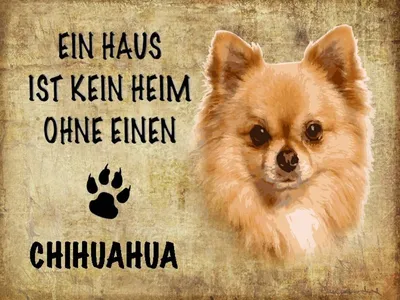 Produktbild von vianmo Holzschild 30x40 cm Chihuahua Hund ohne kein Heim