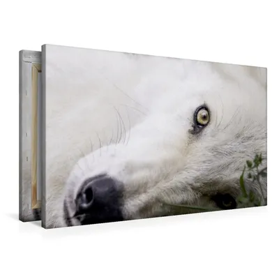 Produktbild von Calvendo Textil-Leinwand 90 cm x 60 cm quer Weißer Wolf von Kanada, Camel Arnaud; 7441008