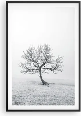 Produktbild von Gerahmtes Poster - Schwarzer Rahmen - Baum Feld Natur - 61x91,5 cm - Wand Bild - Wanddeko - Wandbilder - Kunstposter - Wandposter - Bilderrahmen - Bilder - Kunstdruck - Wandbild - P2BPA61x91-3683