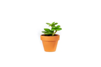 Obrázok produktu pre Gardners Peperomia Tetraphylla hope, priemer 6 cm