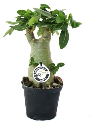 Produktbild von Wüstenrose (Adenium), Farbe überraschend, Topf 11 cm