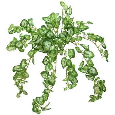 Immagine prodotto di EUROPALMS Cespuglio di Nephthytis, artificiale, 50 cm (82501854)