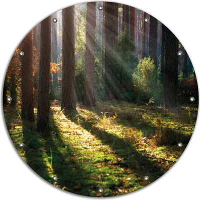 Produktbild von Wallario rundes Outdoor-Poster für Garten oder Balkon, Motiv Sonnenstrahlen im Herbstwald, 90 cm Durchmesser