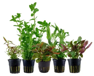 Produktbild von Pflanzen Set mit 5 Einsteiger Topf Aquarium Wasserpflanzen AquaOne Nr.127