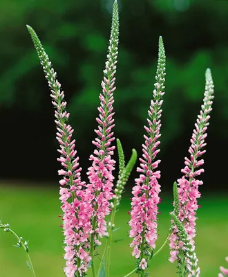 Produktbild von Veronica longifolia 'Pink Damask', Ehrenpreis, rosa, ca. 9x9 cm Topf