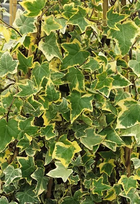 Produktbild von Hedera helix 'Goldchild', Efeu, gelb-grün, 40–60 cm