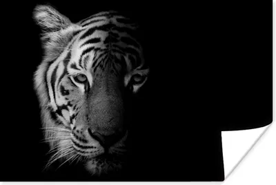 Produktbild von MuchoWow® Poster Tiger - Tiere - Wild - Schwarz - Weiß 120x80 cm - Bilder