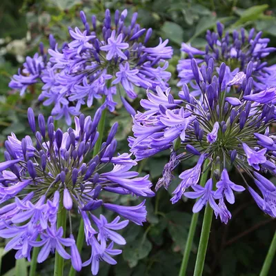 Produktbild von 6 x Afrikanische Schmucklilie  - Agapanthus 'Blue Triumphator'  | Topf 9cm x 9cm