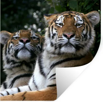 Produktbild von MuchoWow® Wandtattoo Wandsticker Wandaufkleber Tiger - Wald - Köpfe 100x100 cm Selbstklebend und Repositionierbar - Wierderverwendbar - Selbstklebend