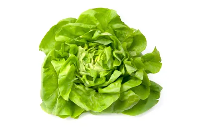 Produktbild von 1000 Samen Kopfsalat Karganer Sommer 2 Grüner Garten Sommer Salat Salatsamen Rohkost