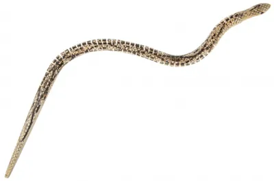Produktbild von holzschlauch 50 cm braun