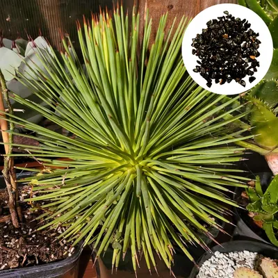 Zdjęcie produktu dla Nasiona Agave Stricta - zestaw 5 sztuk - Odporna na suszę - Egzotyczna - Agawa jeżowa