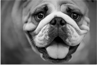 Produktbild von MuchoWow® Poster Tierprofil Bulldogge in schwarz und weiß 30x20 cm - Plakate - Print
