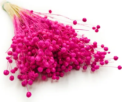 Produktbild von Flachs Getrocknete - (Leinen) - Fuchsia